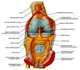 Anatomie: heup,bovenbeen,knie,onderbeen,enkel,voet,acetabulum,collum femoris,trachanter,femur,epicondyl,meniscus,kruisband,cruciate ligament,patella,knieschijf,tibia,fibula,malleolus,talus,calcaneus,tarsus,metatarsus,phalanx,falanx,quadriceps femoris,rectus femoris,sartorius,tensor fasciae latae,tractus iliotibialis,biceps femoris,gastrocnemius,semimembranosus,semitendinosus,soleus,suralis,vena saphena parva,vena saphena magna,sciatic,ischiadicus,peronea